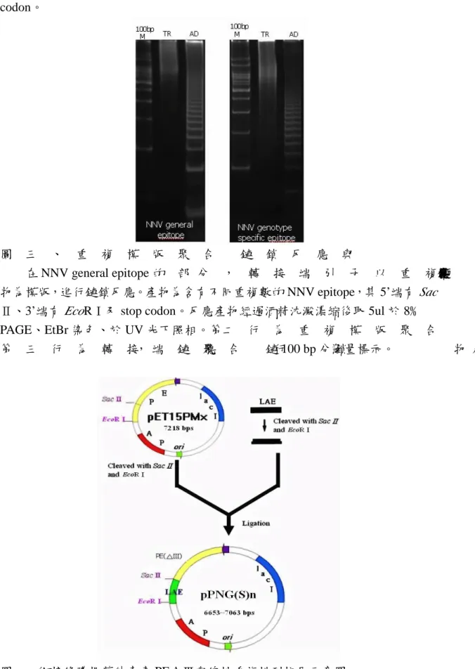 圖 三 、 重 複 模 版 聚 合 鏈 鎖 反 應 與 轉 接 端 鎖 反 合  鏈 聚 應 。 鏈
